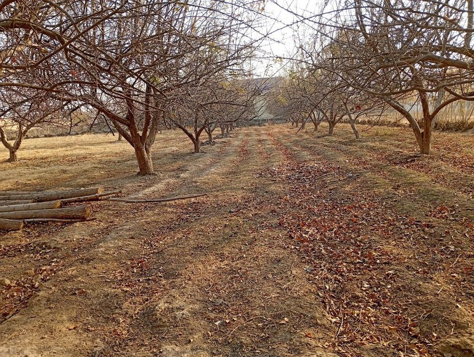 Uchastka sotiladi 25 sotix