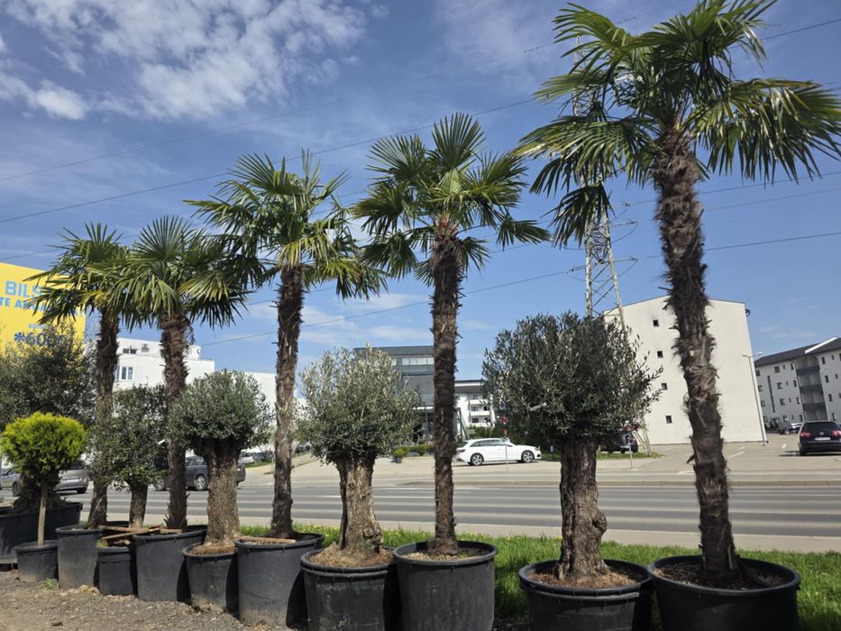 Brazi tuia si plante decorative gradina exterior