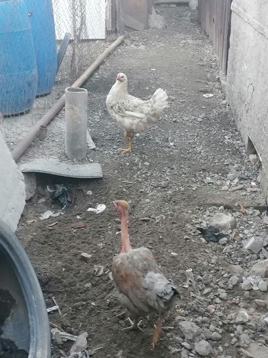 Продам курей домашних.