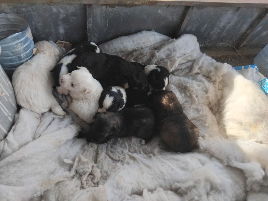 Щенки бесплатно дворняжки