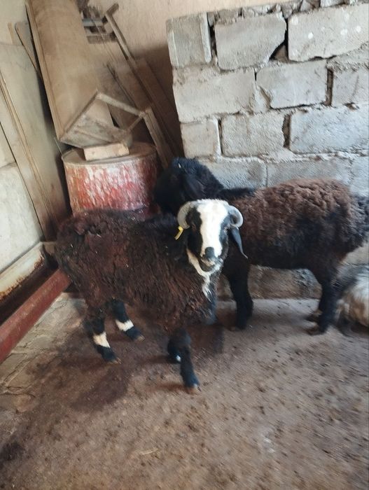 Кучкорлар сотилади