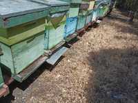 Vand 10 familii de albine Prahova ( Campina )
