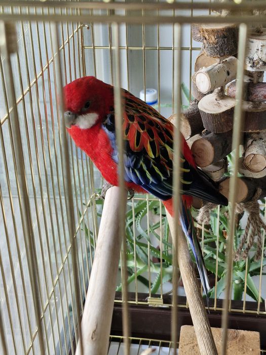 Попугай розелло. Года 2-3 примерно