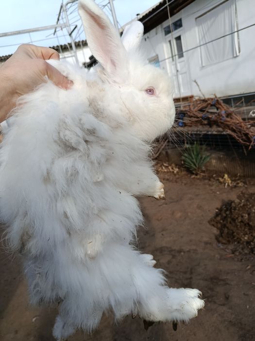 Продам котла и крольчиха парочки самка и самец  большие парода