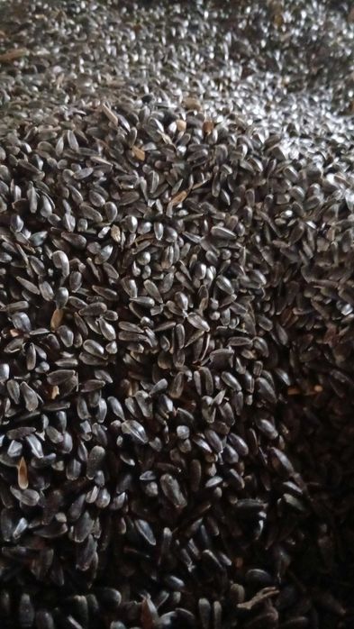 Vând floarea soarelui