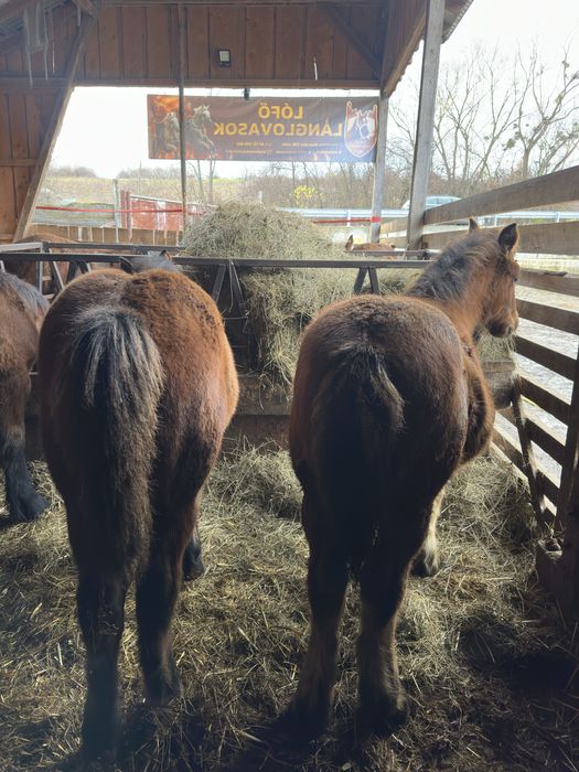 Armăsar și iapă mânji