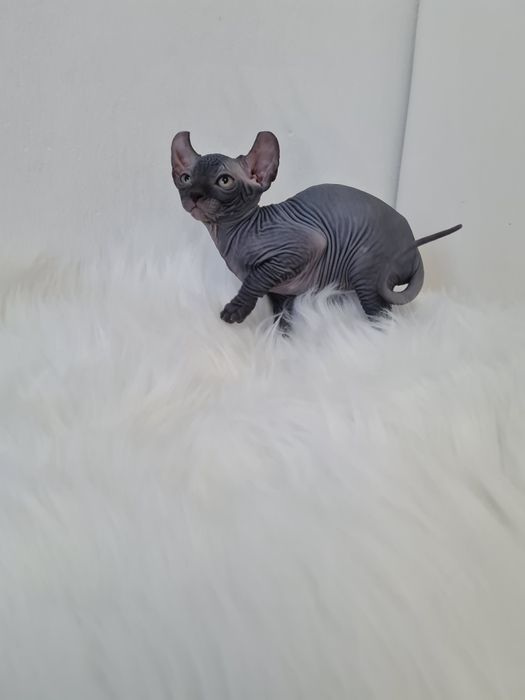 Pisicuta sphynx elf femela blue