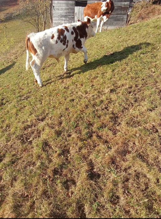 Vand 3 vaci si 2 vitei