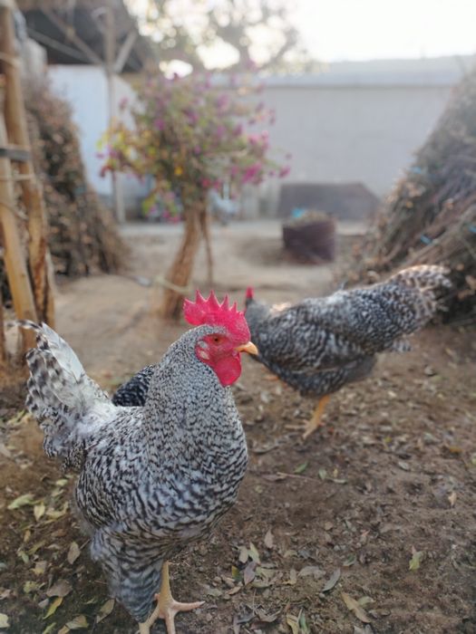 AMROKS xorozlar sotiladi