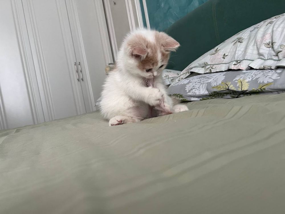 Котенок хорошийй