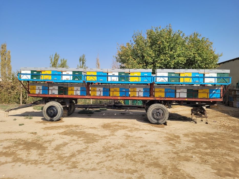 Asal ari vagoni yashigi arisibilan