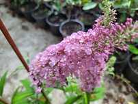 Liliac de vara roz (Buddleja dav. Pink Delight) 30-50 cm