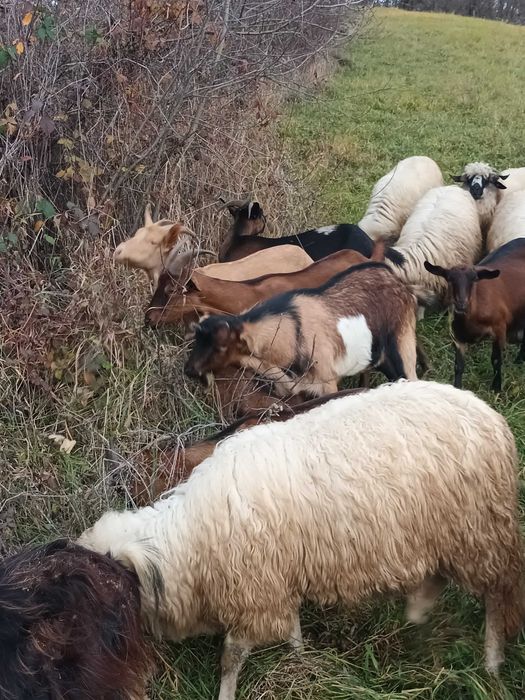 Vand capre bune de rasa și un tap de anul acesta!