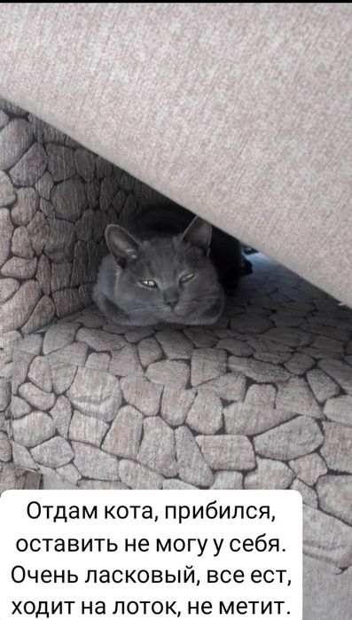 Отдам.      кота