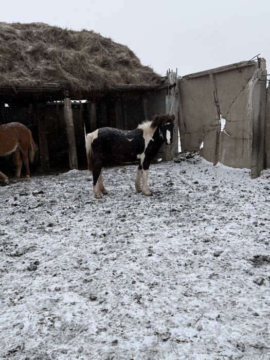 Продам жабагылар