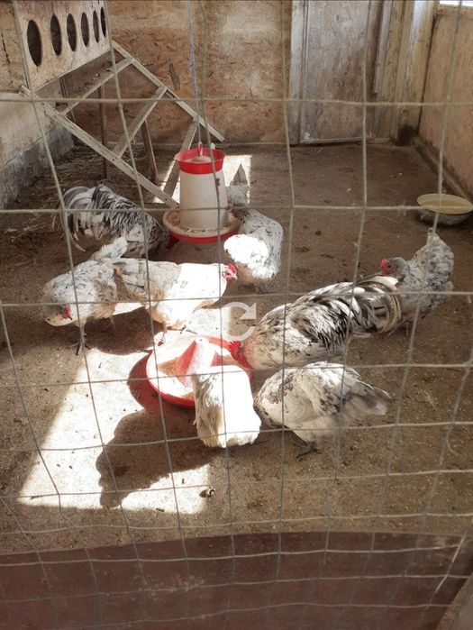 Oferta australorp splash