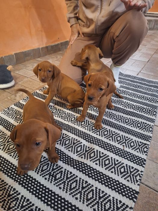 Căței de Vizslă Maghiară