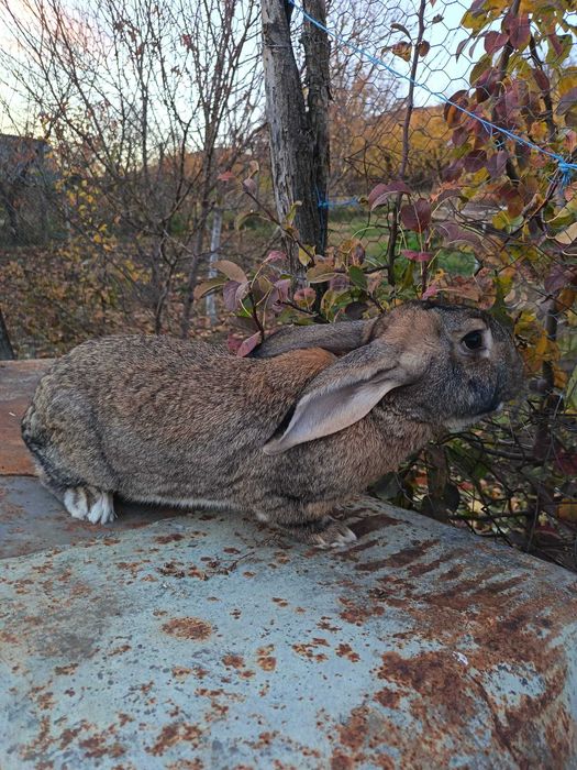 Vând iepuri vaccinați