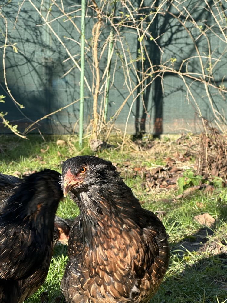 Oua pentru incubat Araucana potarnichiu