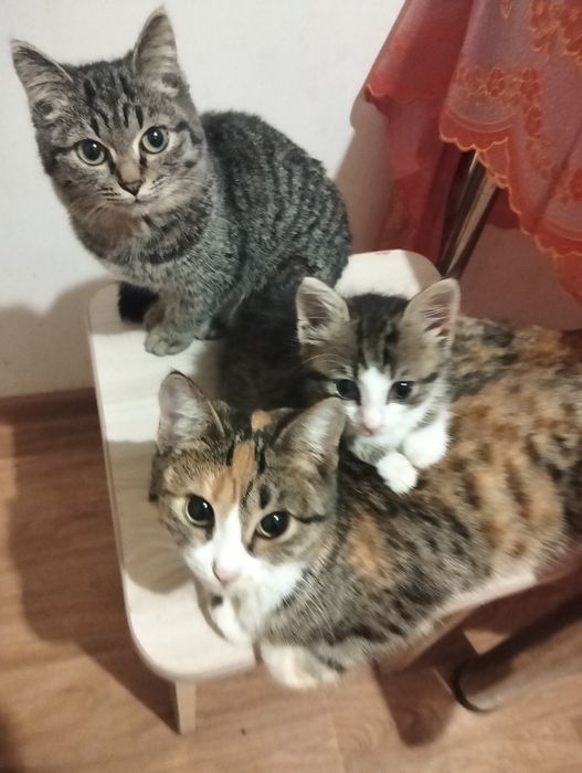 Отдам котиков в добрые руки