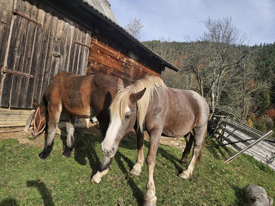 Vând mânz din cai semigrei