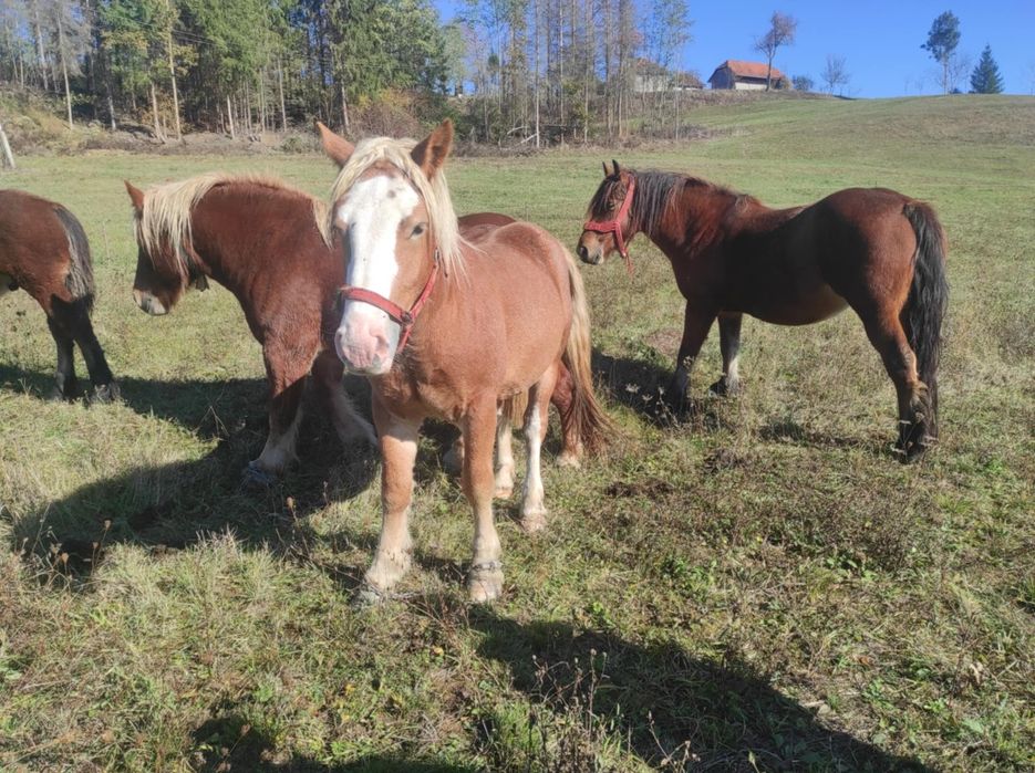 Mânz șarg de 1an și 4 luni