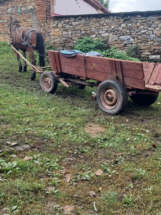 Cal de vînzare de 10 ani caruța si ham