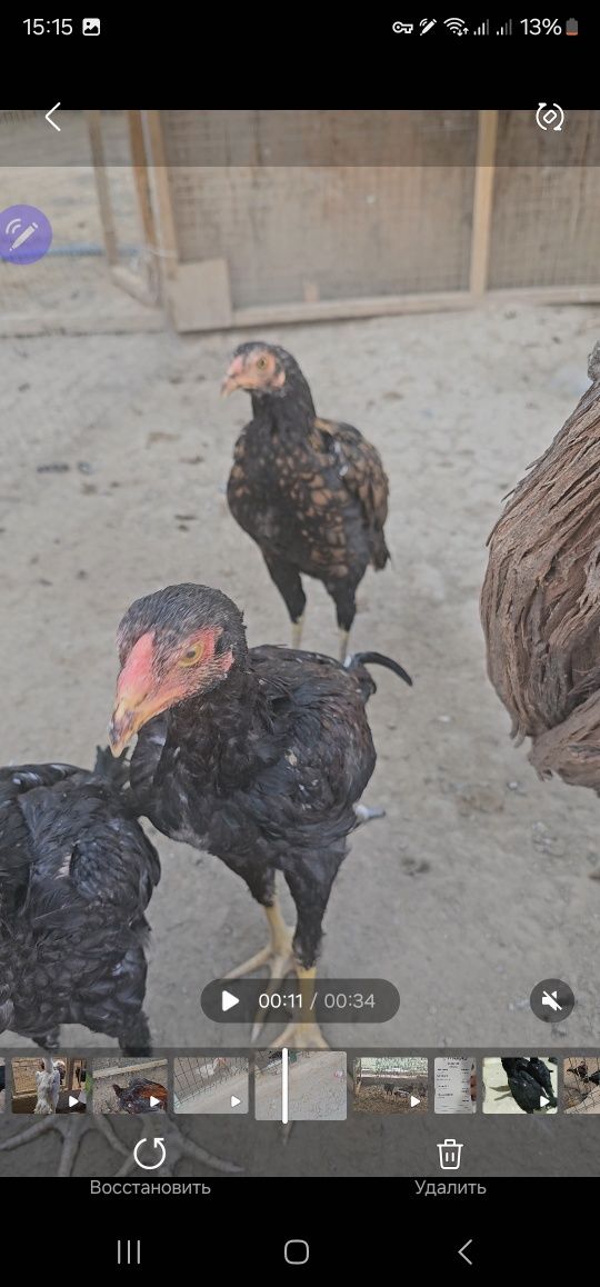 Tozza turk privaznoyi