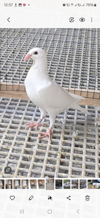 Vând  porumbei voiajori rasă veche  , tineret  2025