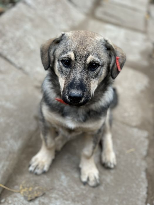 Подаряват се 4 сладки кученца