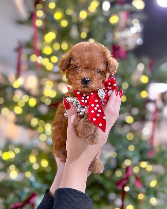 Poodle/Pudel toy -Maltipoo mini toy