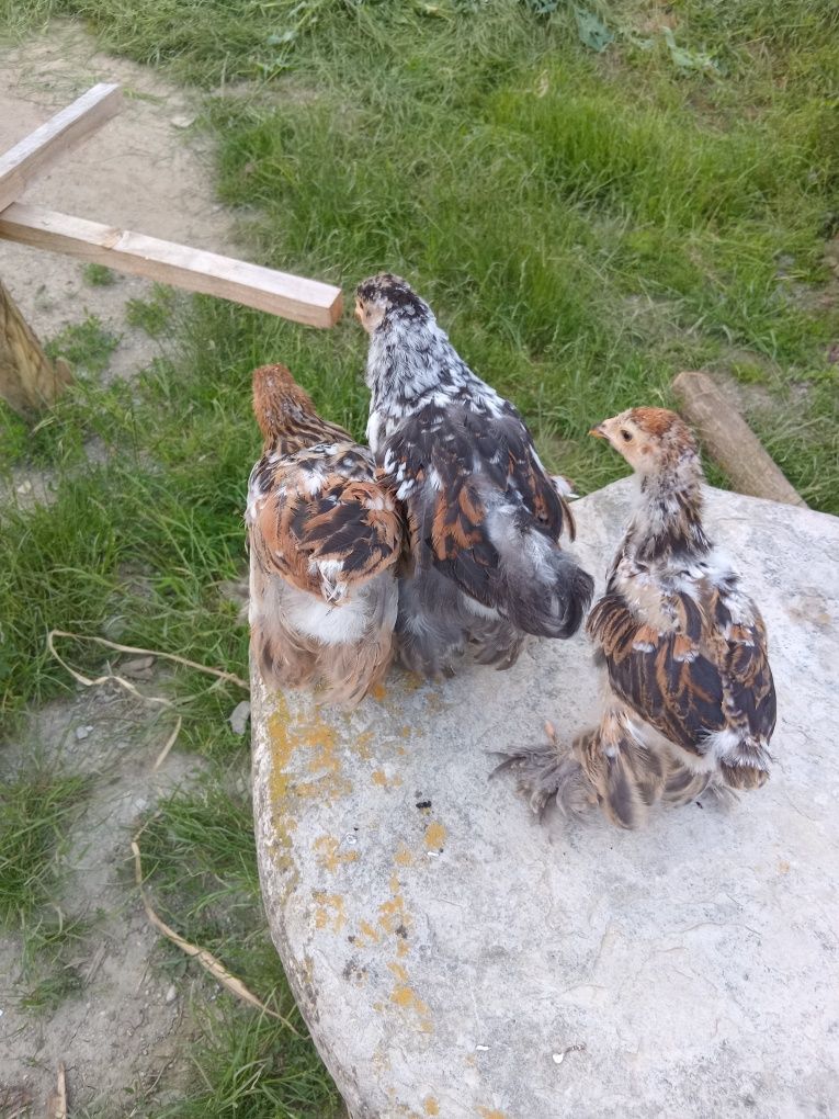 Pui brahma porțelan și bobat