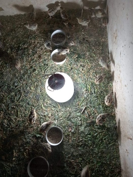 Продам подрощенных цыплят Фазанчиков. Г.Рудный.