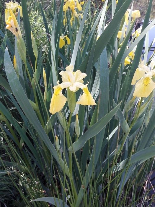 Vand nuferi, zambile de apa pentru iaz si diverse plante de margine