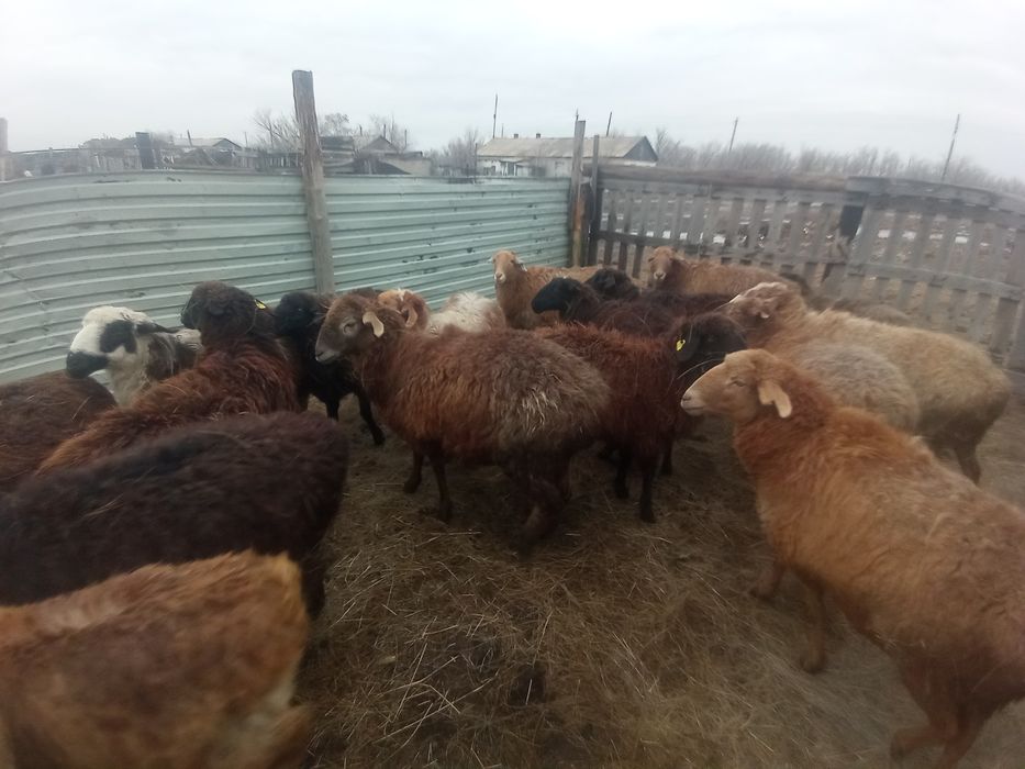 Продам овец,овцематки и молодые