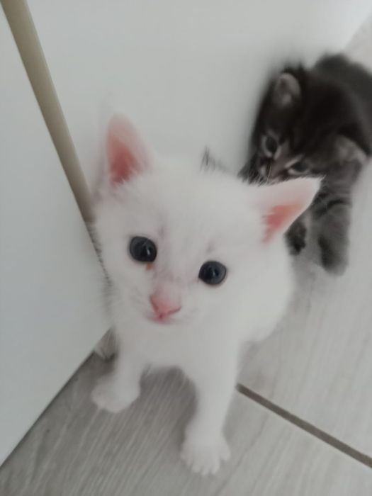 Отдам котят 1,5 месяцев