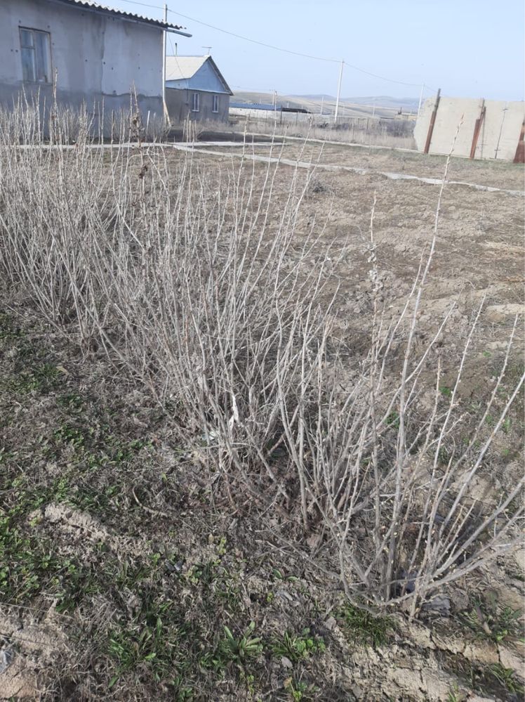Продам домашнюю смородину