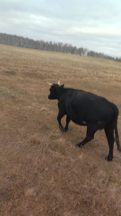 Продам корову !!!