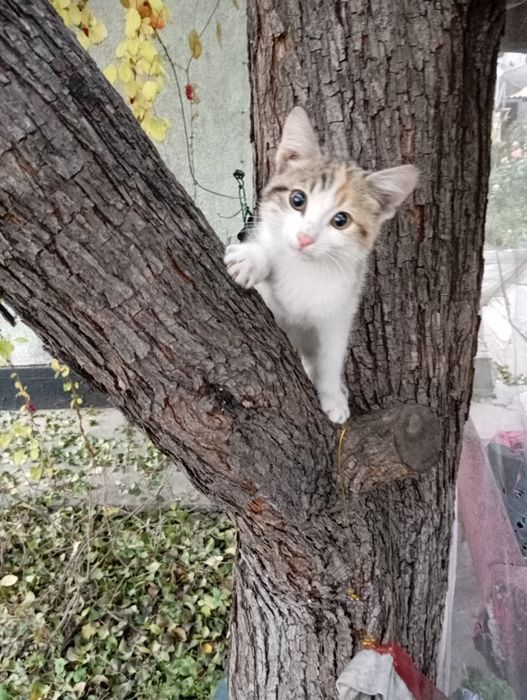 Котята ищут любящую семью