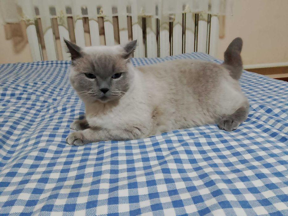 Отдам взрослого кота в добрые руки, бесплатно!