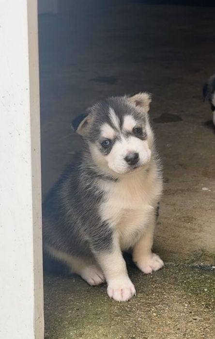 Чистокръвни хъскита