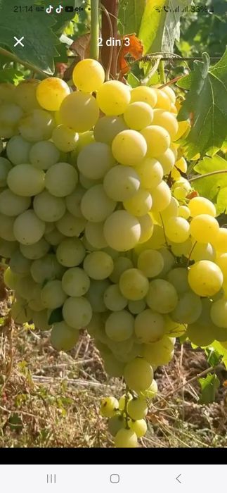 De vânzare struguri de vin Toate soiurile