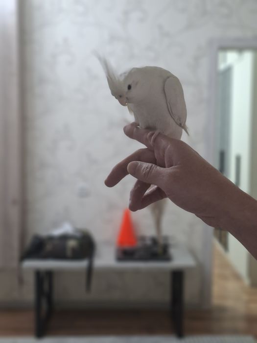 Ручной Кеша (карелла) вместе с клеткой