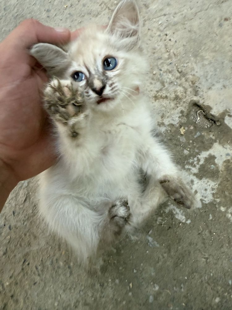 Сиамская кошка и котят