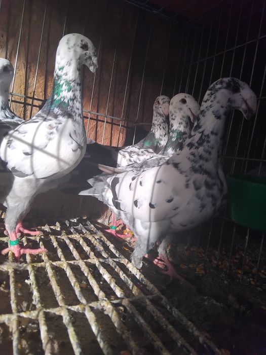 Porumbei germani de expozitie