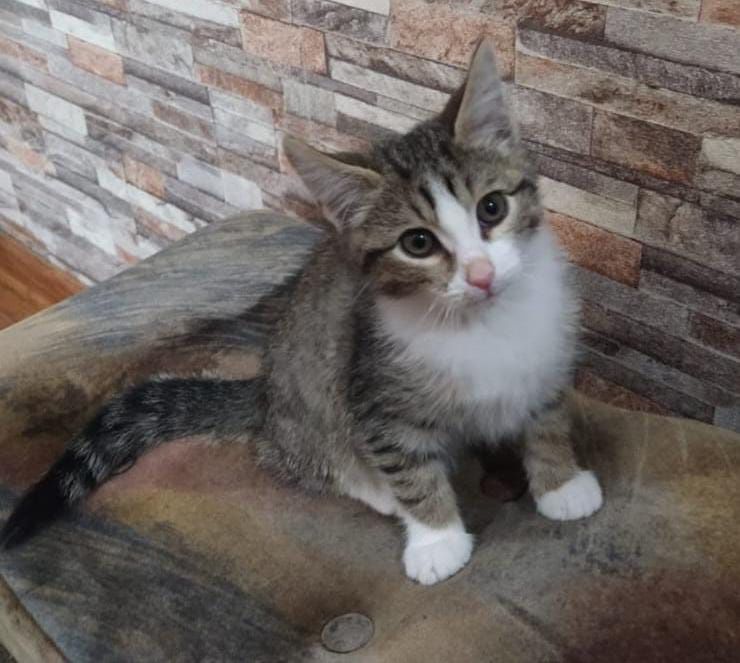 Котенок ищет дом