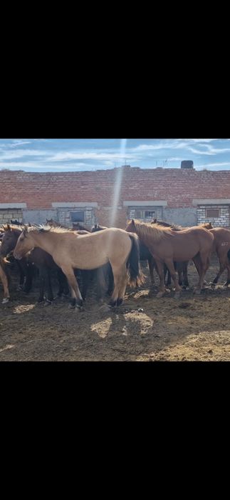 Байтал жылқы жабагы лошади бие жабағы құнажын айгыр айғыр согым
