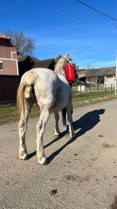 Vand iapa buna de caruta