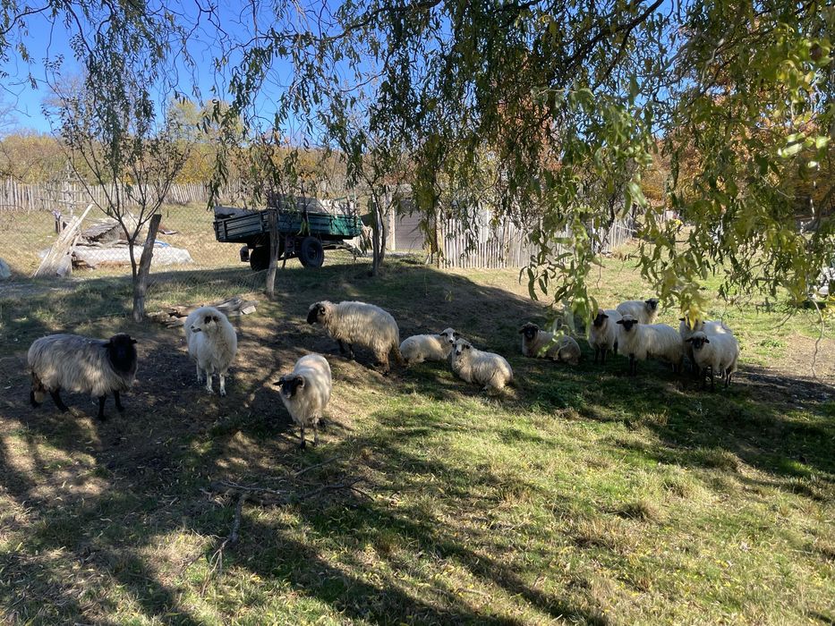 Anunț de vânzare – oi metiș carabașa + berbec