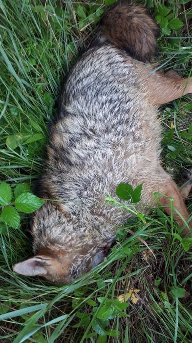 Carabina de vânătoare calibrul 223 rem.